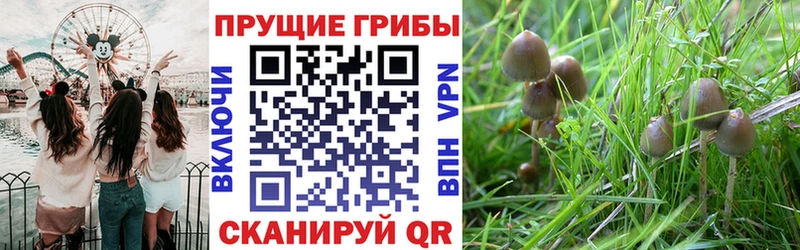 Галлюциногенные грибы ЛСД Ессентуки